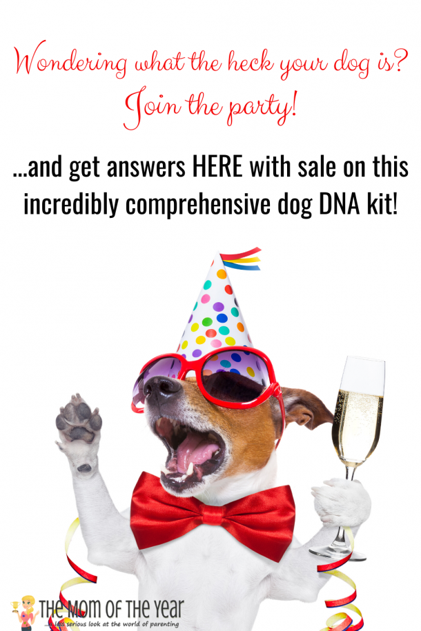 Learn Your Dog's Breeding with an Embark Dog DNA Kit - The Mom of the Year