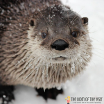 Winter is the perfect time to enjoy weekend fun at ZooAmerica! Check out all the special events and activities and get the scoop on the surprise behavior of the animals during these months!