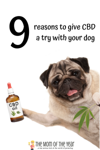 Curious if CBD can help your dog? Me too! Check out these 9 reasons why it can work so well--I was shocked!